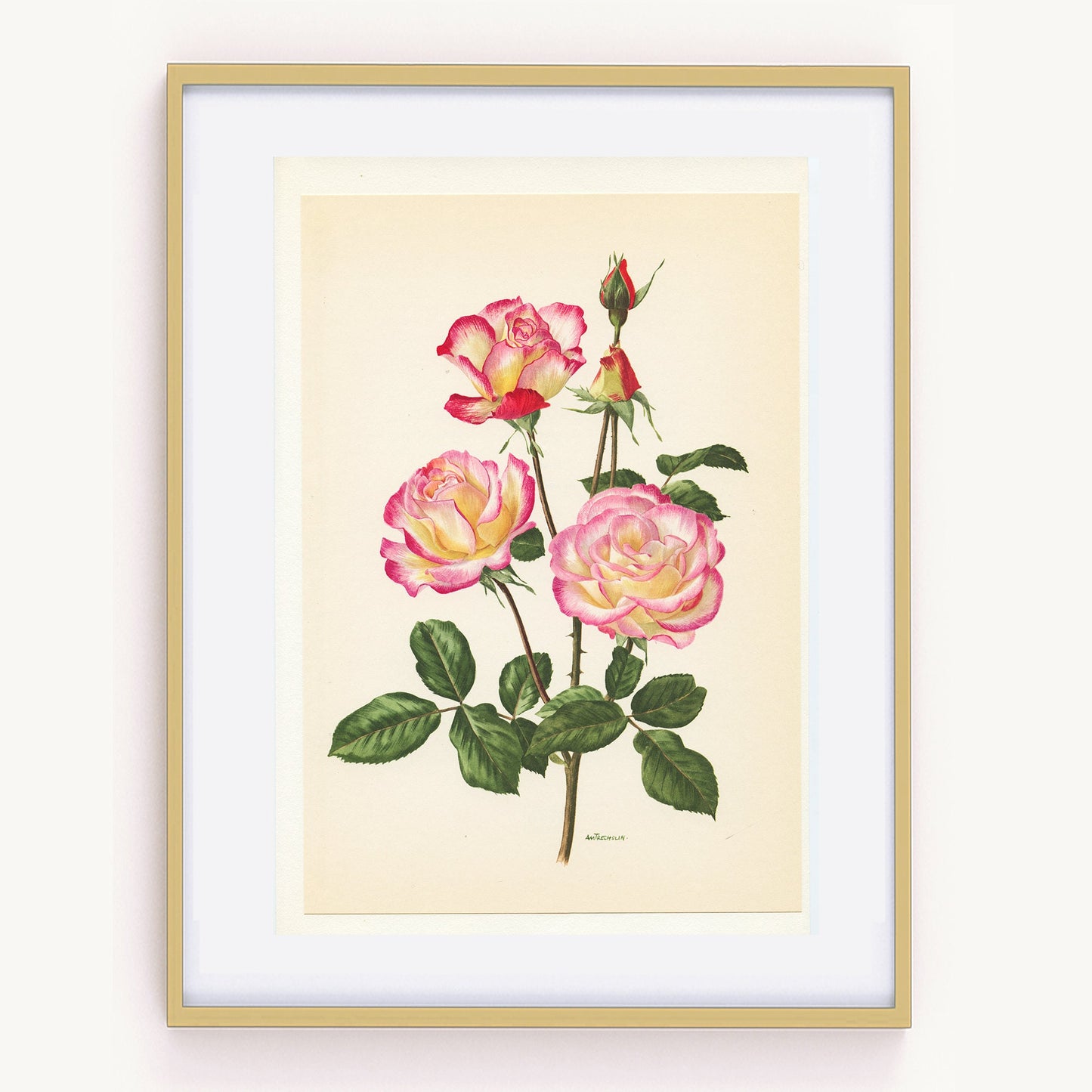 Haendel Pink Roses art 1962 Vintage Botanical art. Floral print French country decor Roses decor. Botanical poster Teacher gift for musician