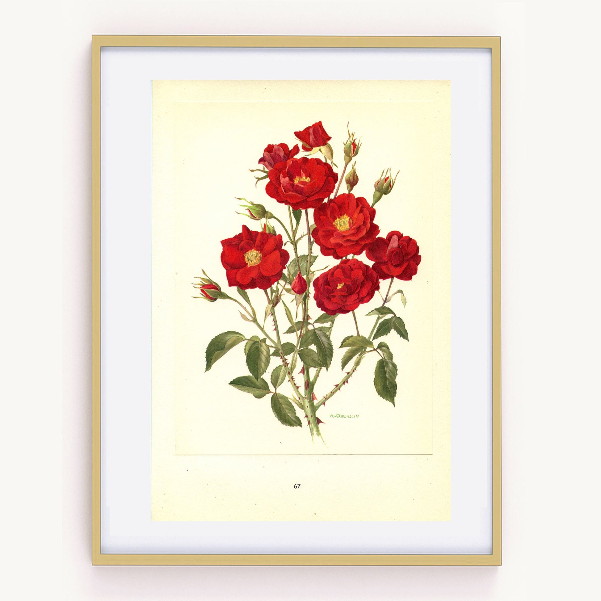 Moulin Rouge 1962 Antique rose print. Red botanical rose print. Vintage red rose art print. Romantic gift. French roses print. Deep red