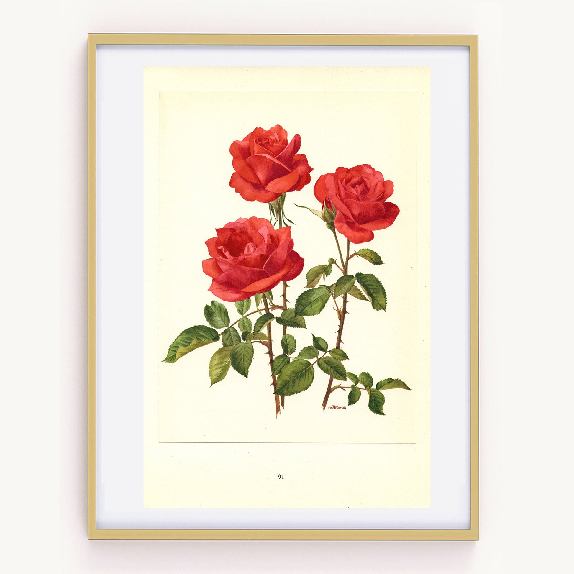 1962 Antique rose print. Red botanical rose print. Vintage red rose art print. Romantic gift. French roses print. Deep red rose print