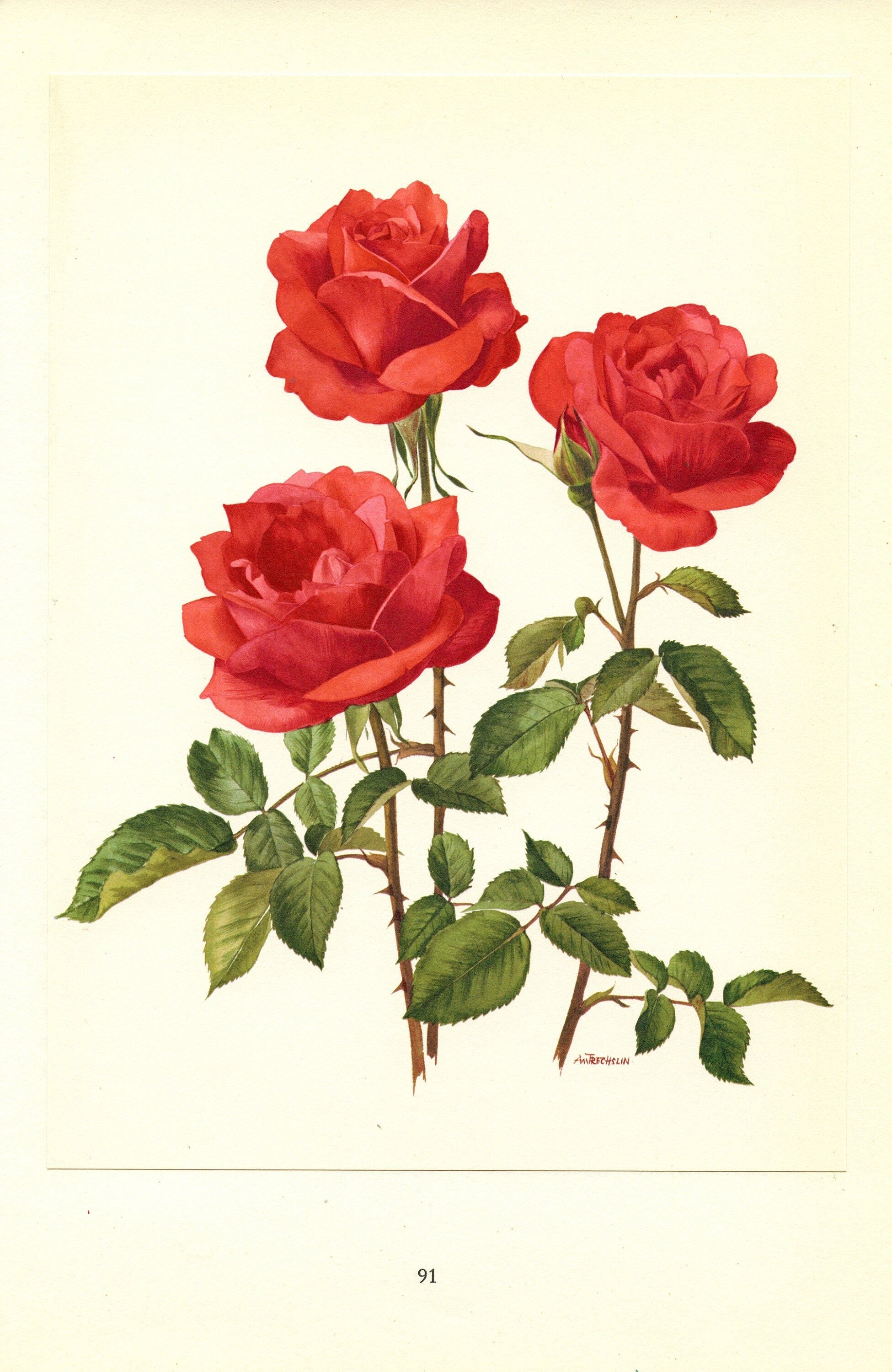 Aw Print Roses Roses Botanical Prints Vintage