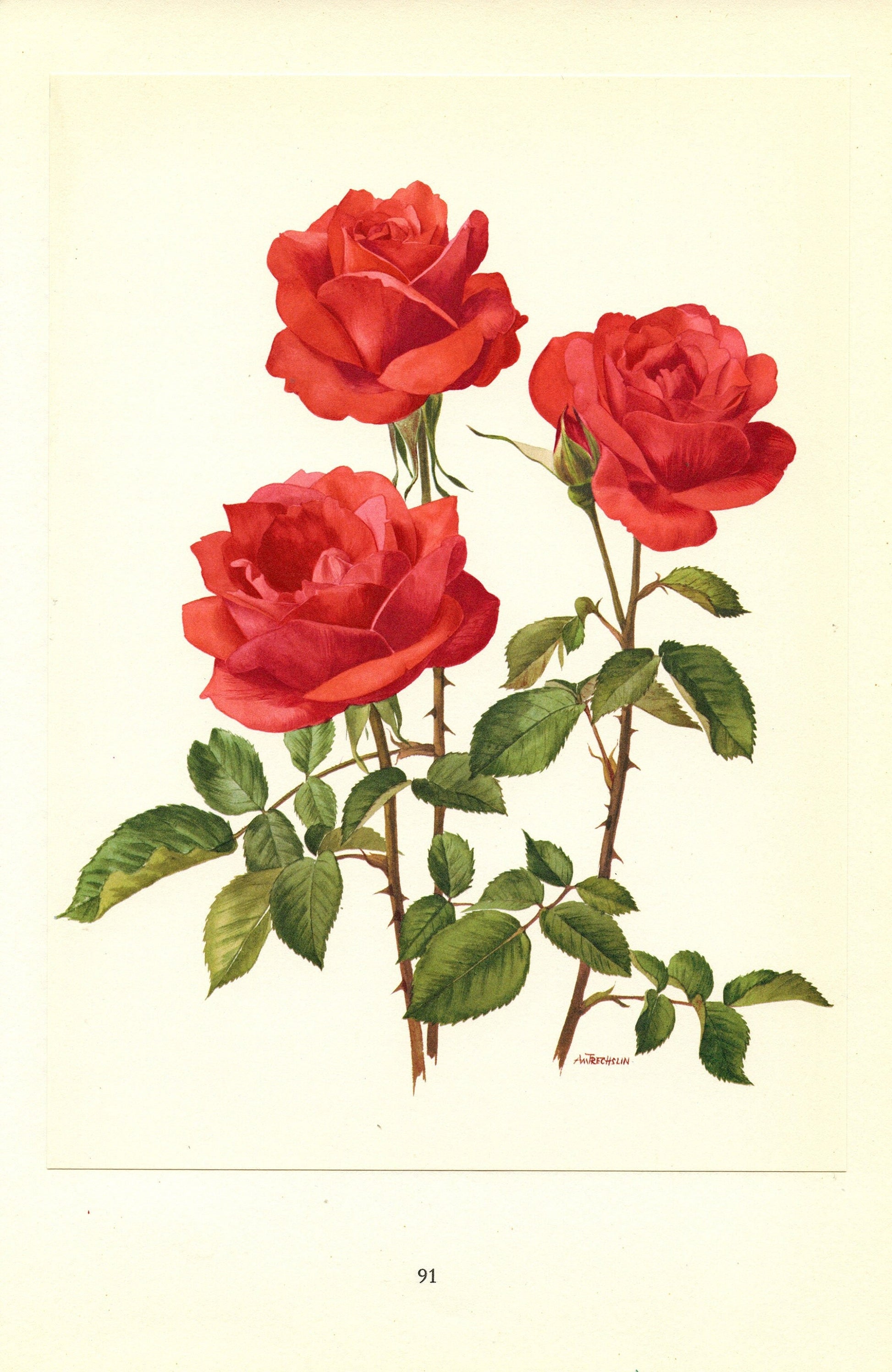 1962 Antique rose print. Red botanical rose print. Vintage red rose art print. Romantic gift. French roses print. Deep red rose print