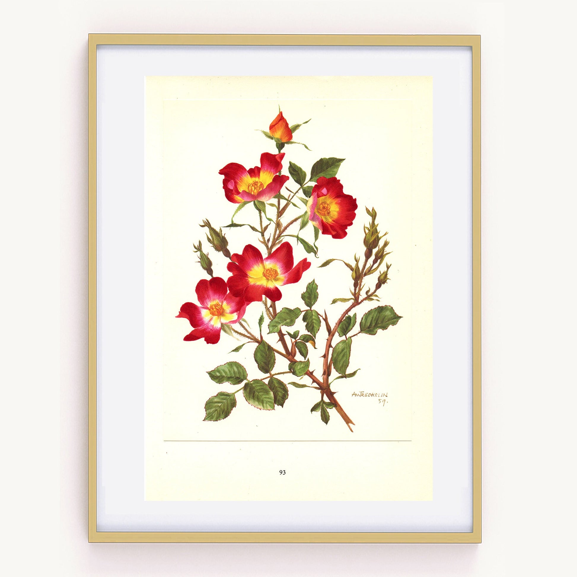 1962 Cocktail bicolor Red & yellow Rose flower art. Vintage Botanical art. French country decor. Botanical poster. Small Rose poster