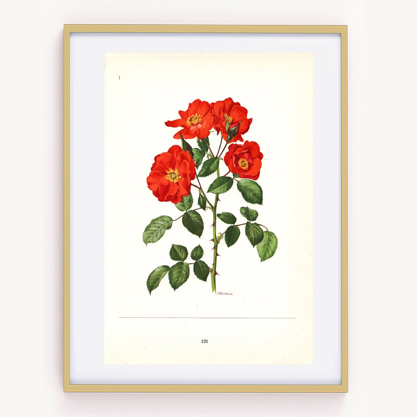 1962 Sarabande Rosa Orange Roses art. Vintage Botanical art. Red Floral print French country decor Roses decor Botanical poster Roses poster