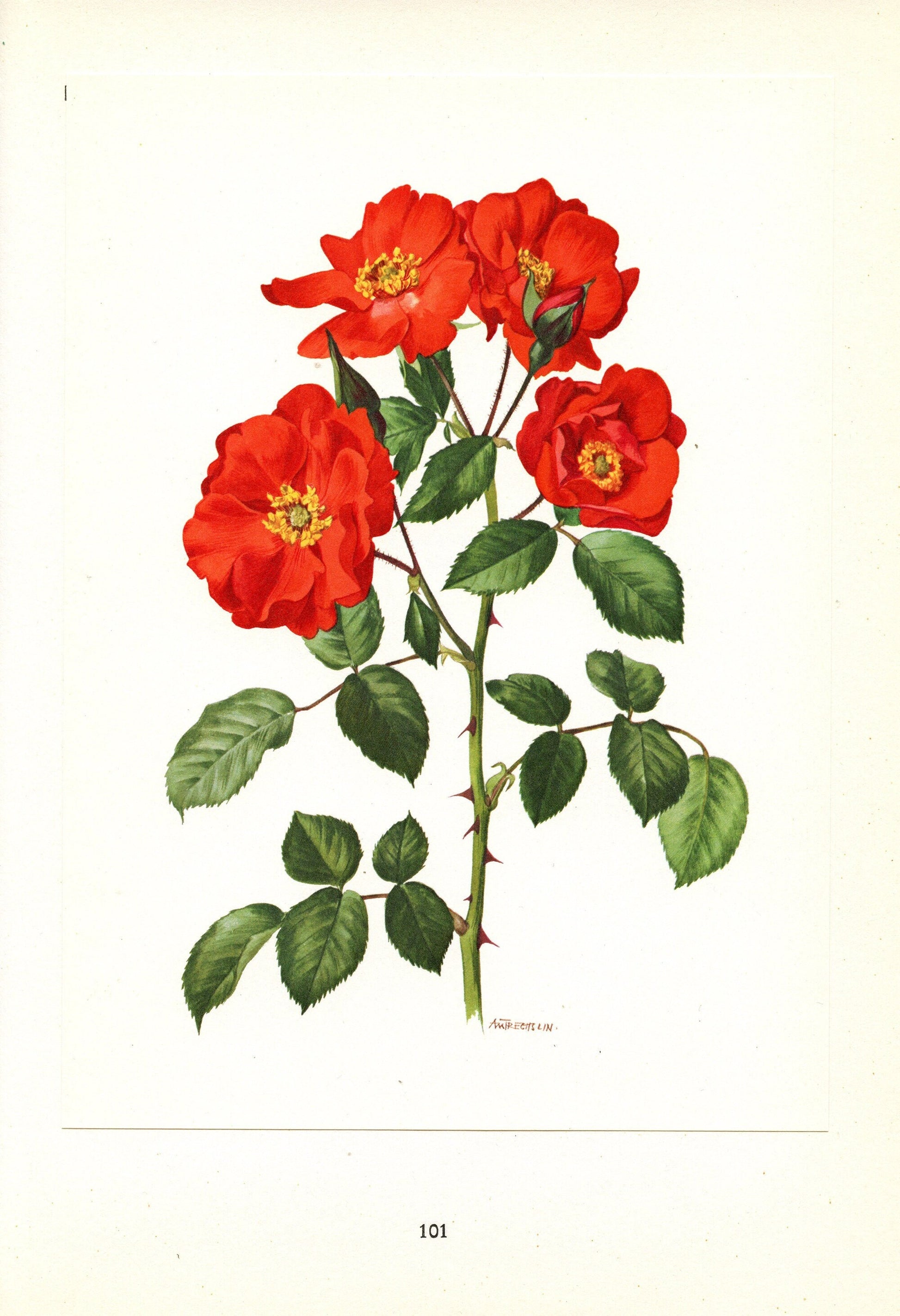 1962 Sarabande Rosa Orange Roses art. Vintage Botanical art. Red Floral print French country decor Roses decor Botanical poster Roses poster