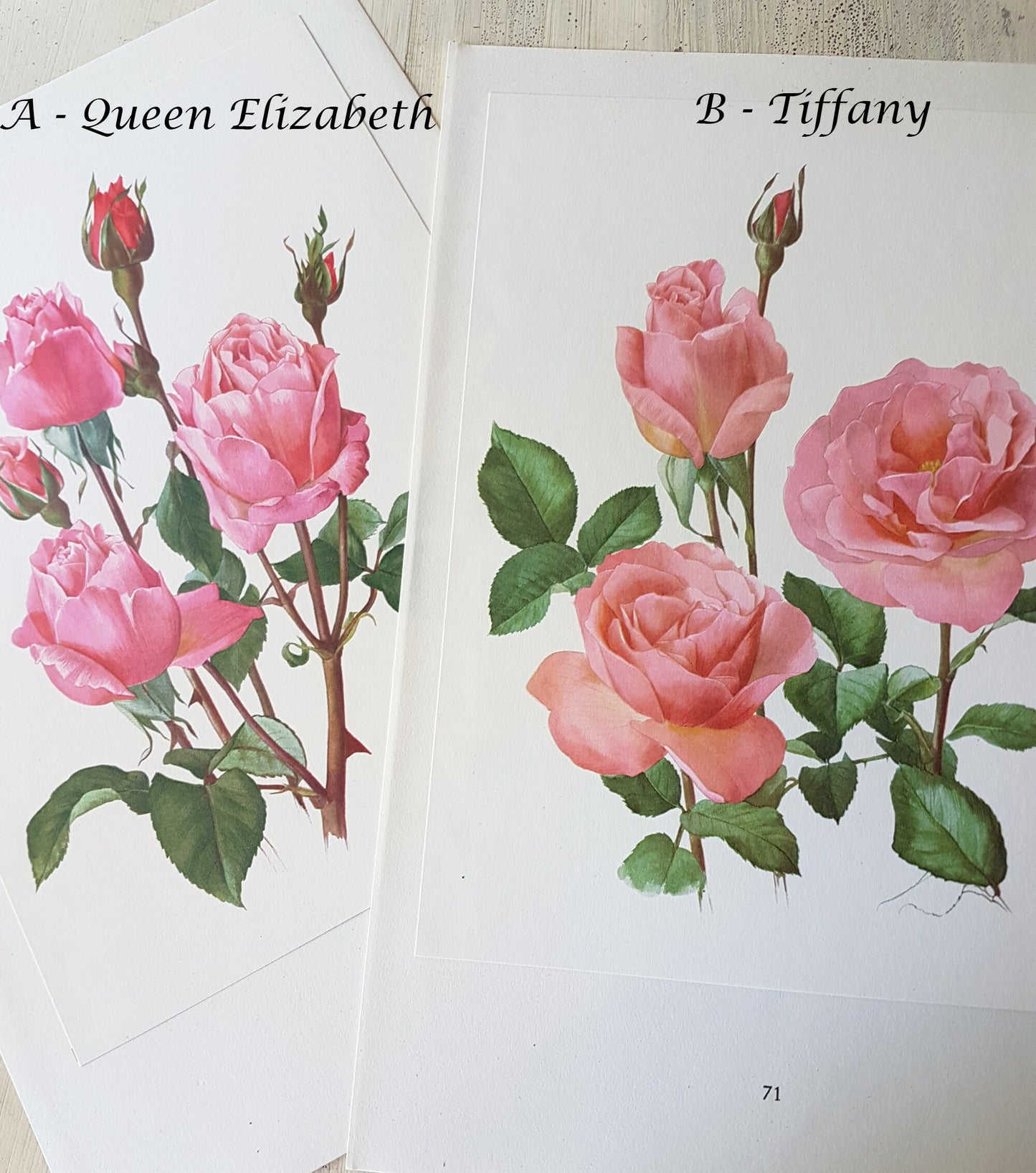 1962 Set of 2 Pink Roses art Queen Elizabeth + Tiffany Vintage Botanical art. Floral print. French country decor Botanical Roses poster