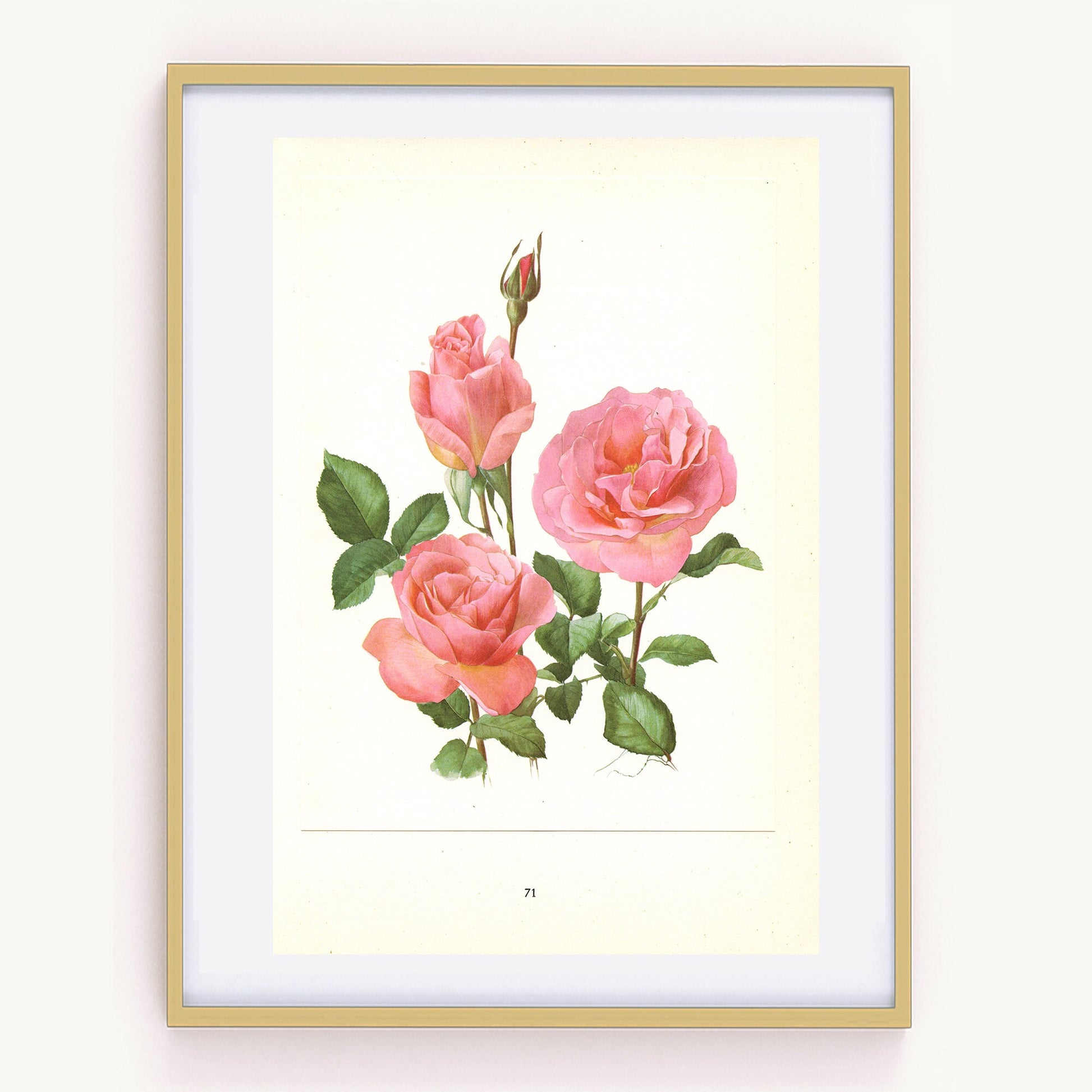 1962 Set of 2 Pink Roses art Queen Elizabeth + Tiffany Vintage Botanical art. Floral print. French country decor Botanical Roses poster