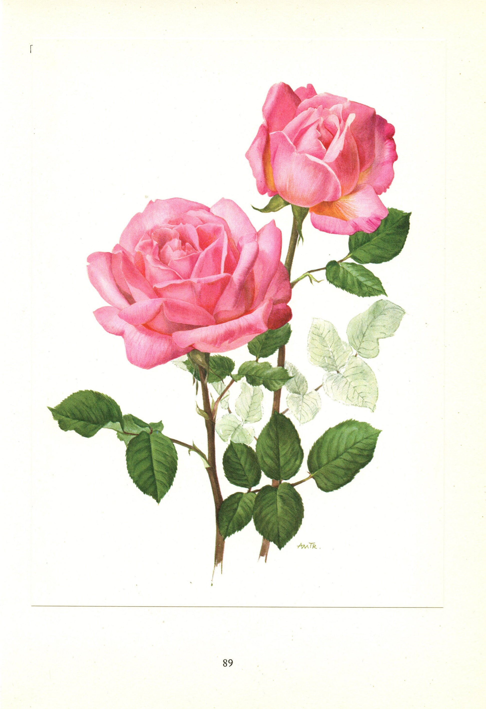 1962 Grace de Monaco Pink Roses art. Vintage Botanical art. Floral print. French country decor Roses decor Botanical poster Roses poster