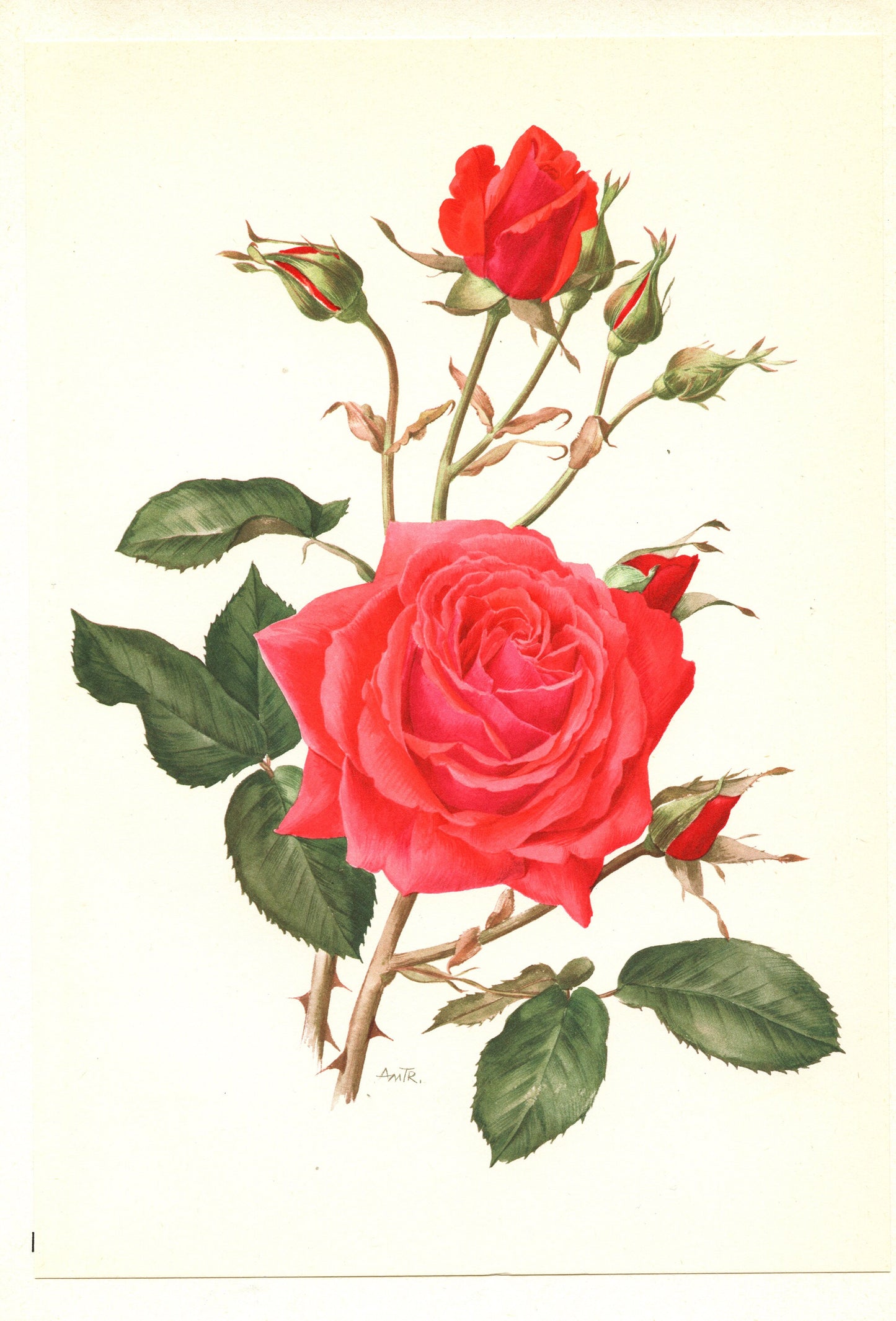 1962 Red Roses art. Vintage Botanical art Nuage Parfume Vintage floral print French country decor Roses decor Botanical poster Roses poster