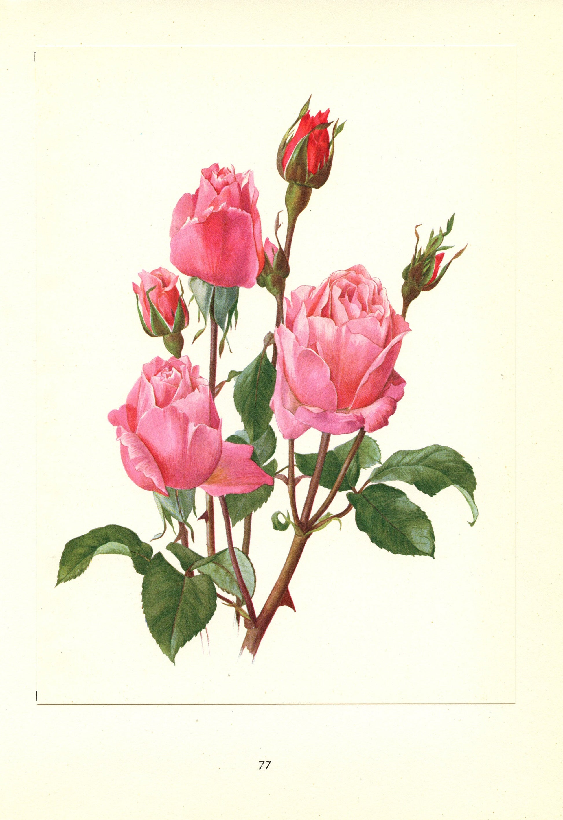 1962 Set of 2 Pink Roses art Queen Elizabeth + Tiffany Vintage Botanical art. Floral print. French country decor Botanical Roses poster