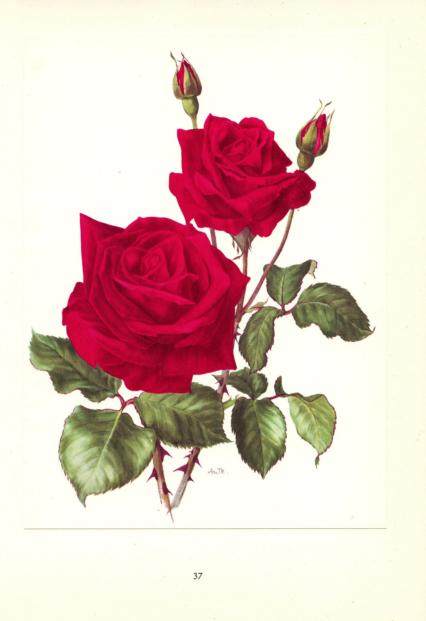 1962 Red rose Botanical art. Ena Harkness Vintage Red Roses poster. Vintage floral print. English Botanical Rose print. French country decor