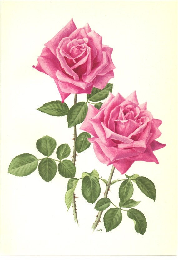1962 Eminence PInk botanical rose print. Antique rose print. Pink flowers wall art. Cottage kitchen decor. Gardener gift. Rose gifts for her