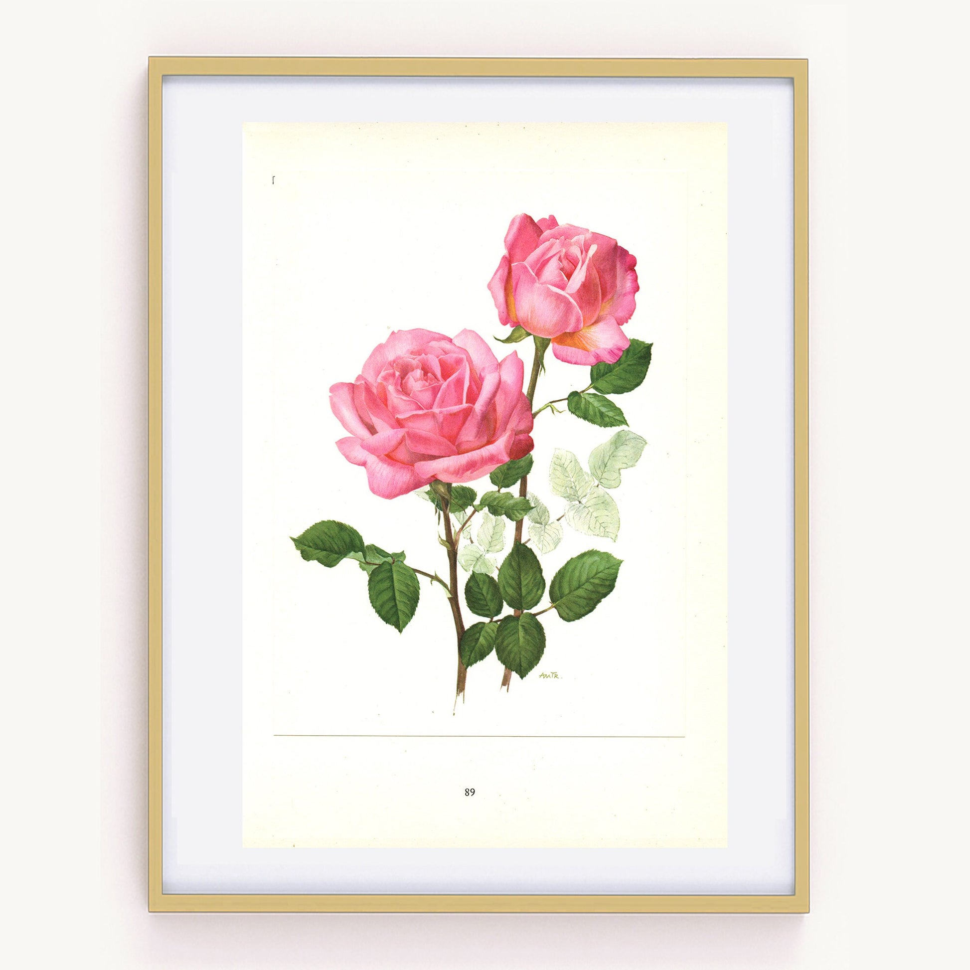 1962 Grace de Monaco Pink Roses art. Vintage Botanical art. Floral print. French country decor Roses decor Botanical poster Roses poster