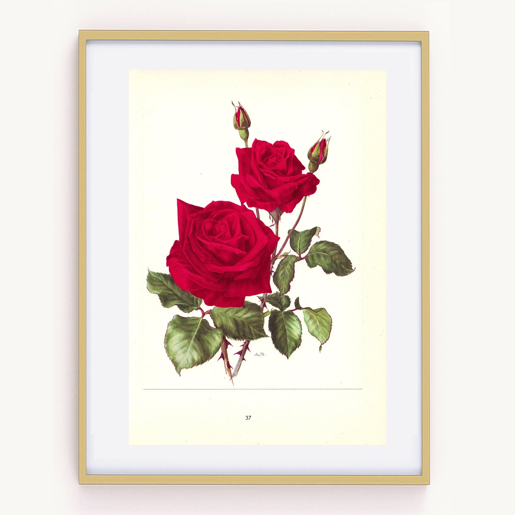 1962 Red rose Botanical art. Ena Harkness Vintage Red Roses poster. Vintage floral print. English Botanical Rose print. French country decor