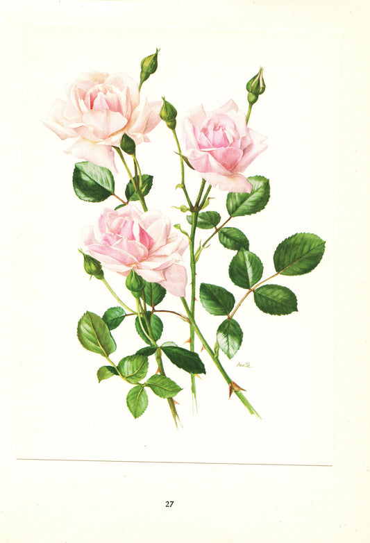 1962 New Dawn Pink Rose art print. Vintage Botanical rose print. Floral English rose print. Rose poster. Pink Antique rose print. French