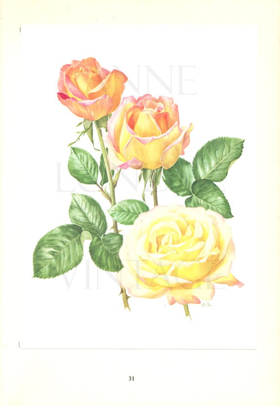 Pink Yellow rose flower botanical print 1962, Madame Meilland  Vintage botanical art, French country decor art for kitchen. Valentine gifts