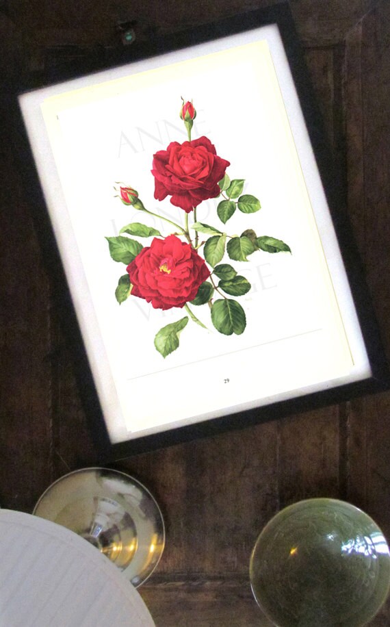 Red Rose art 1962 Vintage botanical art vintage floral illustration Guinee rose gift Red rose decor Floral decor Flower decor