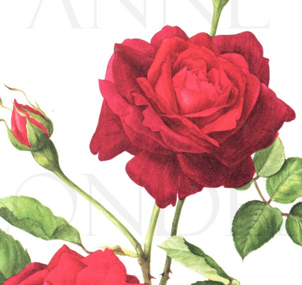 Red Rose art 1962 Vintage botanical art vintage floral illustration Guinee rose gift Red rose decor Floral decor Flower decor