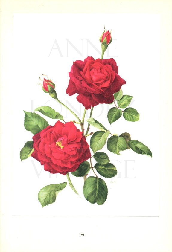 Red Rose art 1962 Vintage botanical art vintage floral illustration Guinee rose gift Red rose decor Floral decor Flower decor