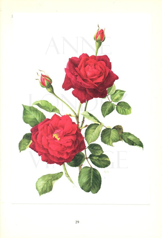Red Rose art 1962 Vintage botanical art vintage floral illustration Guinee rose gift Red rose decor Floral decor Flower decor