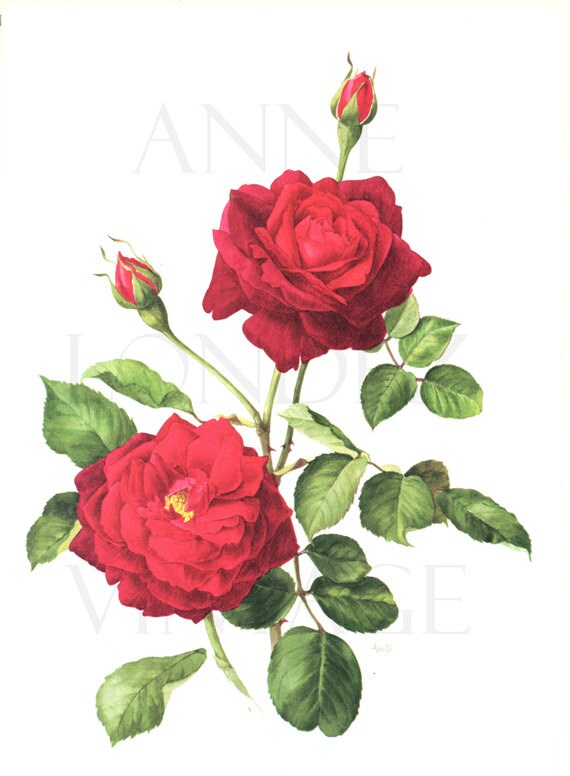 Red Rose art 1962 Vintage botanical art vintage floral illustration Guinee rose gift Red rose decor Floral decor Flower decor