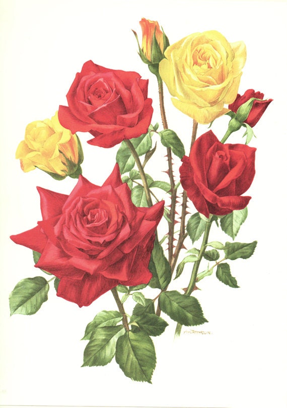 1962 Vintage botanical art Red Rose poster Rouge Meilland roses art Roses print Roses decor Roses gift Red Roses poster Botanical print