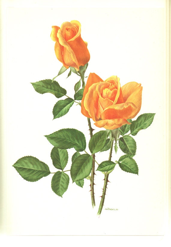 Orange rose poster 1967 Vintage Botanical art French country decor Vienna Charm Antique botanical art Antique Roses art Vintage roses gift