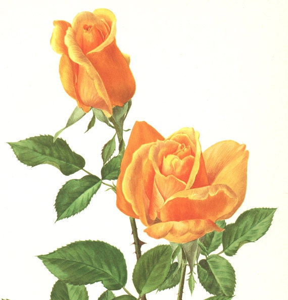 Orange rose poster 1967 Vintage Botanical art French country decor Vienna Charm Antique botanical art Antique Roses art Vintage roses gift