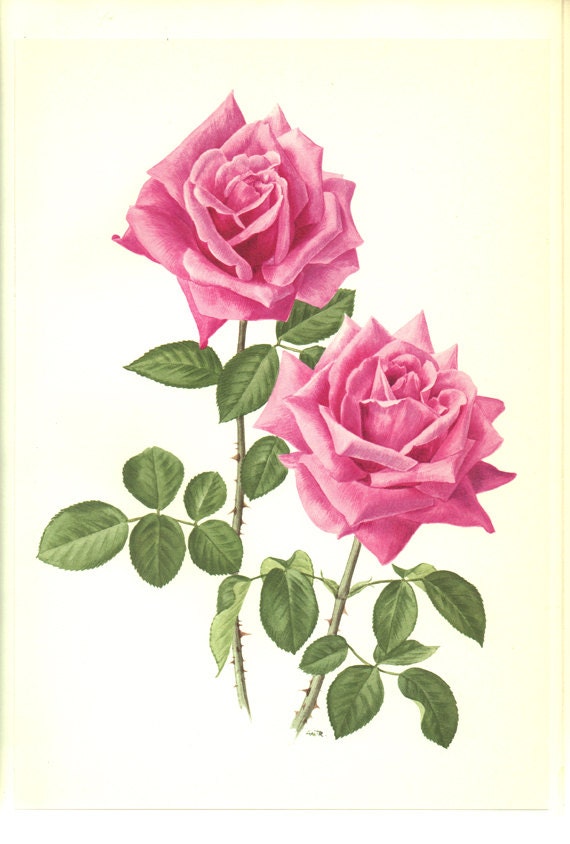 1962 Eminence PInk botanical rose print. Antique rose print. Pink flowers wall art. Cottage kitchen decor. Gardener gift. Rose gifts for her