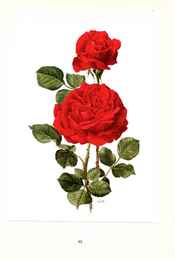 Red Roses art 1962 Vintage Botanical art Champs Elysees Vintage floral print French country decor Roses decor Botanical poster Roses poster