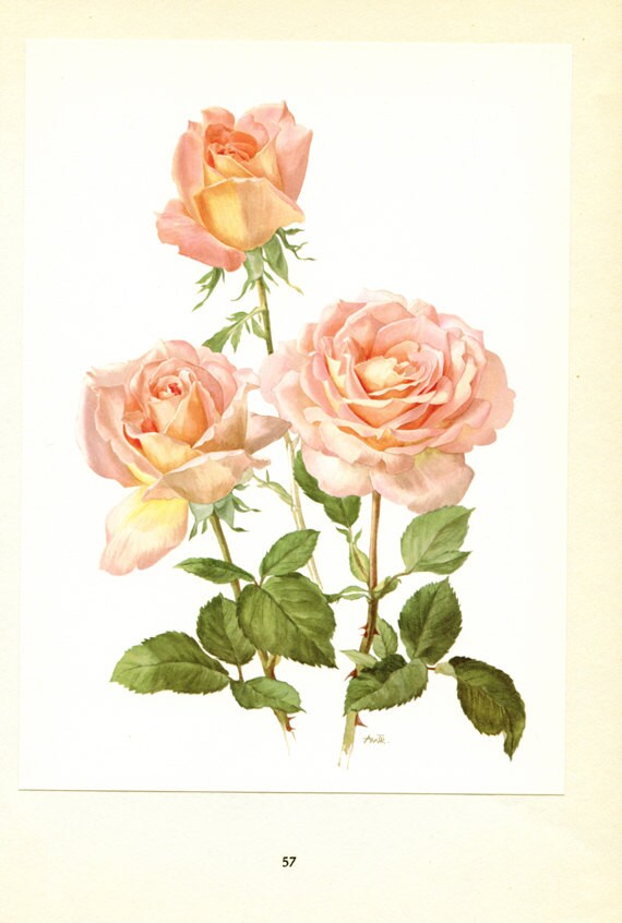 Pink Roses art, 1962 Vintage Botanical art, Vintage floral print, Confidence French country decor Roses decor Botanical poster Roses poster