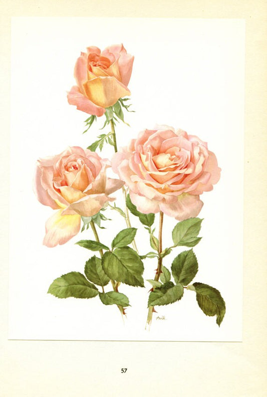 Pink Roses art, 1962 Vintage Botanical art, Vintage floral print, Confidence French country decor Roses decor Botanical poster Roses poster