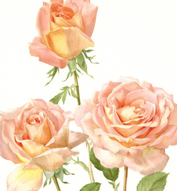 Pink Roses art, 1962 Vintage Botanical art, Vintage floral print, Confidence French country decor Roses decor Botanical poster Roses poster