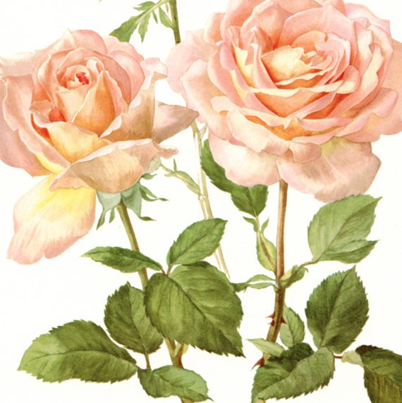 Pink Roses art, 1962 Vintage Botanical art, Vintage floral print, Confidence French country decor Roses decor Botanical poster Roses poster