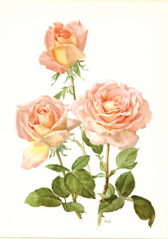 Pink Roses art, 1962 Vintage Botanical art, Vintage floral print, Confidence French country decor Roses decor Botanical poster Roses poster