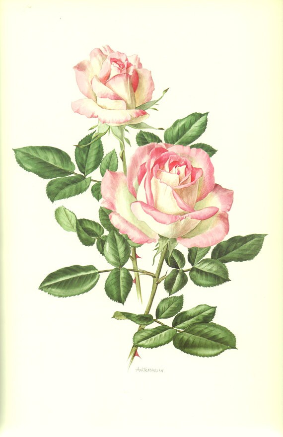 Pink rose flower poster, 1985 Vintage Fairy rose flower art Princess of Monaco rose flower print botanical art print botanical poster pink