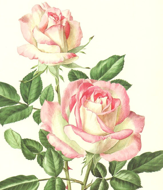 Pink rose flower poster, 1985 Vintage Fairy rose flower art Princess of Monaco rose flower print botanical art print botanical poster pink
