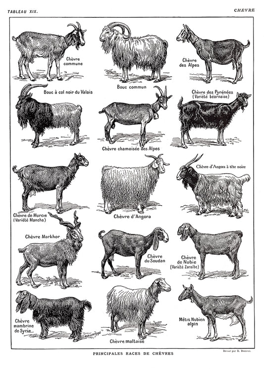 Large Goats Poster