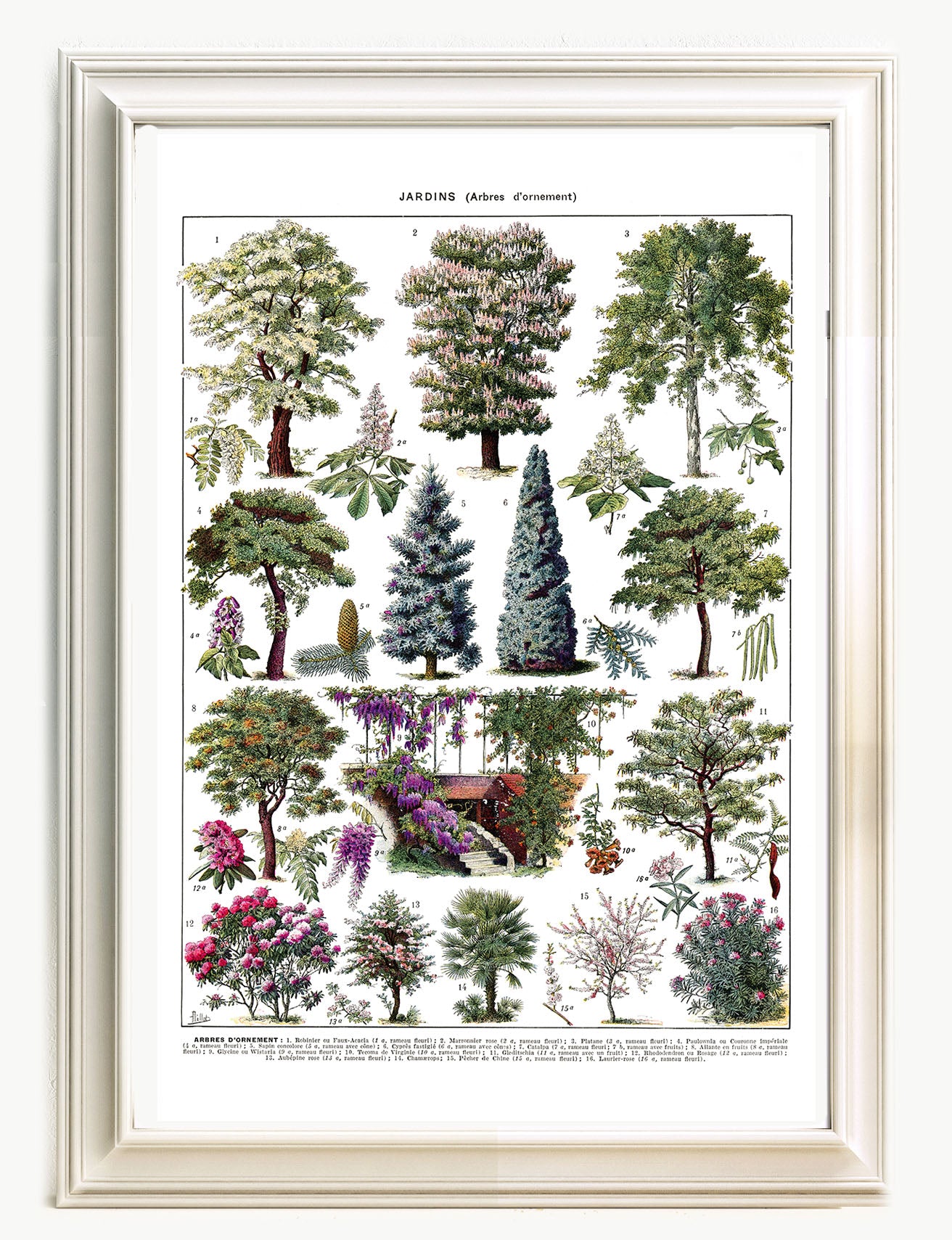Ornamental Garden Trees botanical poster - Cypress  by Adolphe Millot