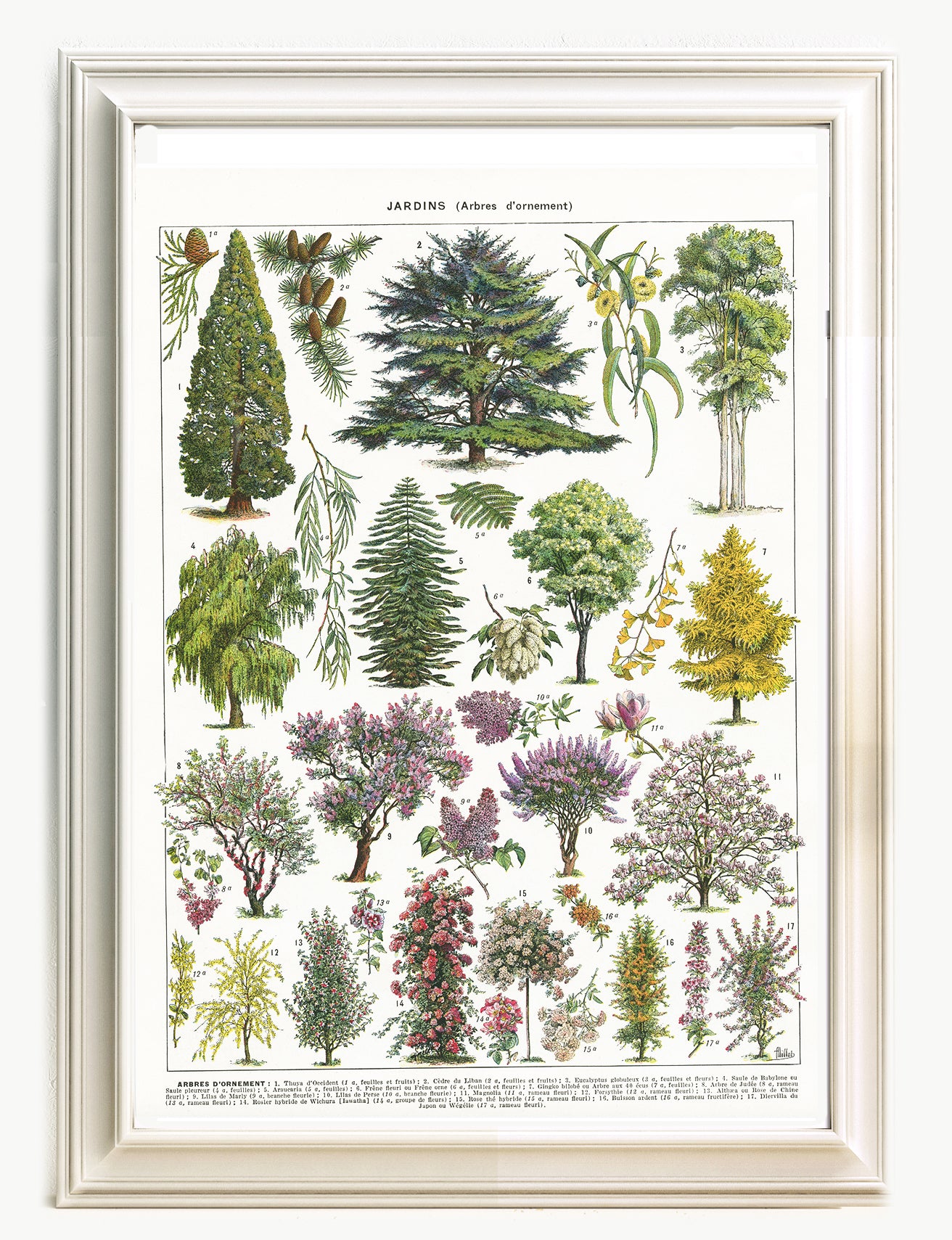 poster garden - Ornamental Millot art tree Cedar wall by Adolphe