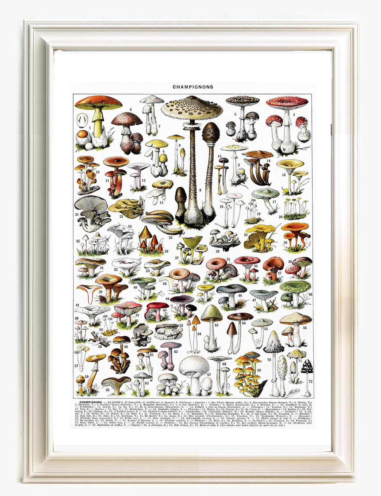 Large format Mushroom chart poster (In)