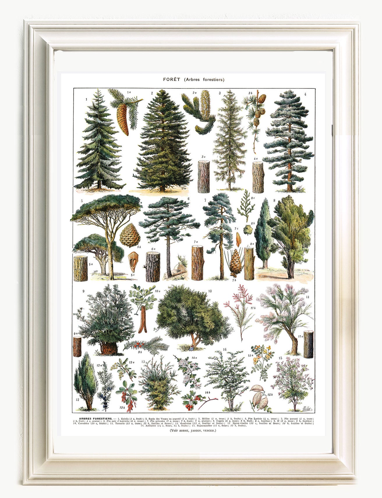 Large forest trees botanical poster. Pines & wild shrubs by Adolphe Millot