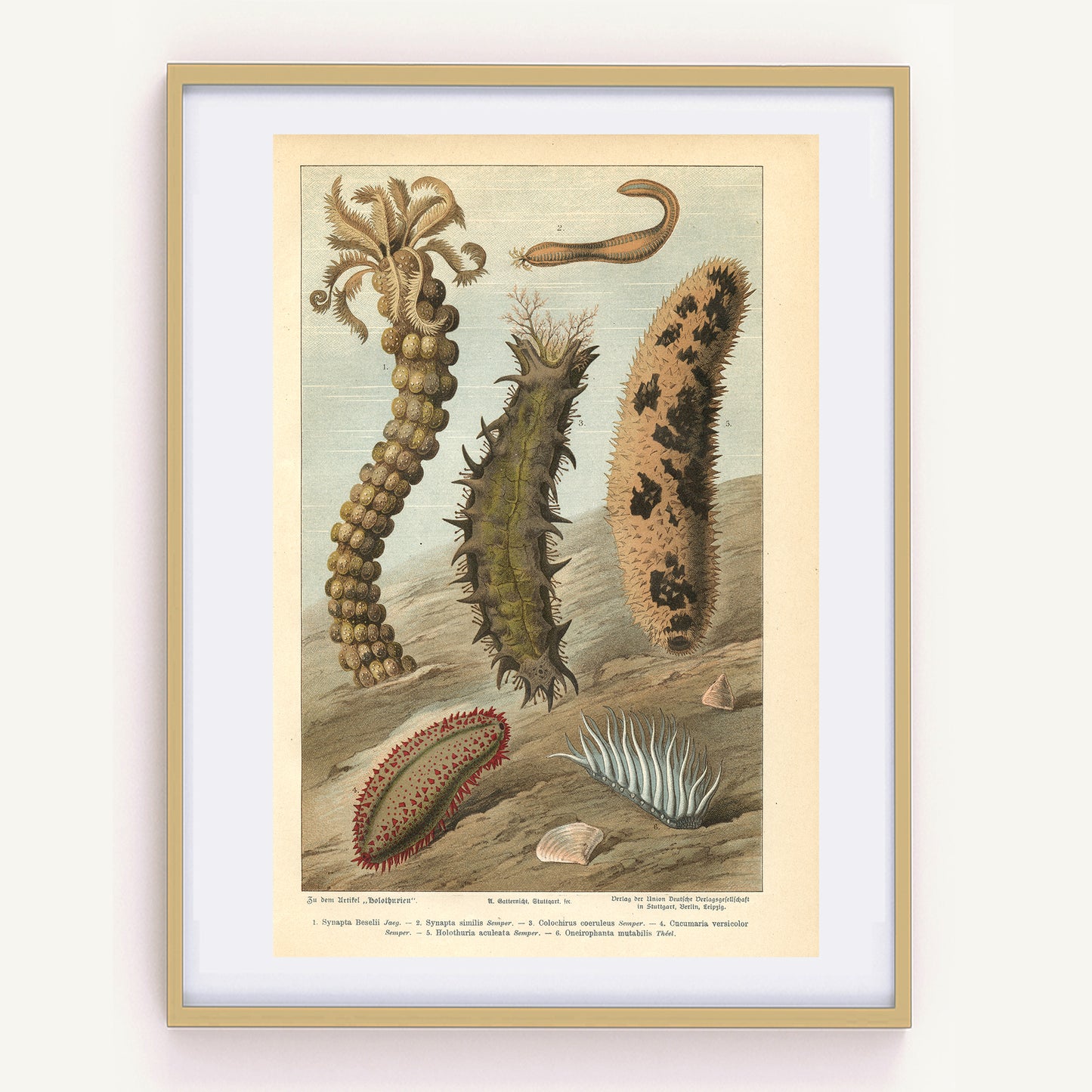 1890 Antique Sea Cucumber Print in German