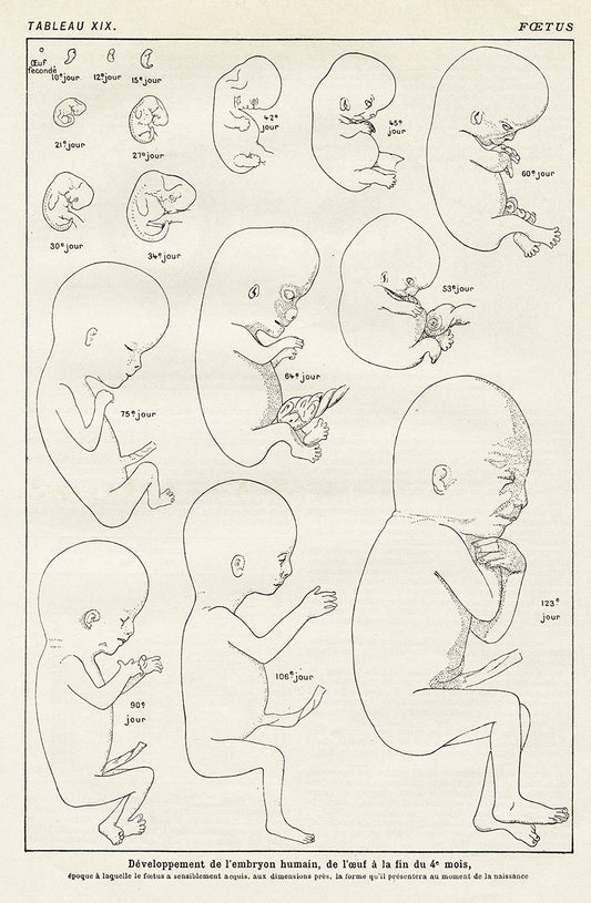 Vintage foetus anatomy poster