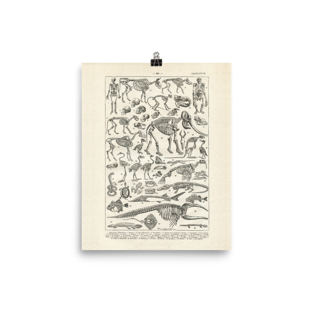 Human & animal skeleton anatomy poster in black and white