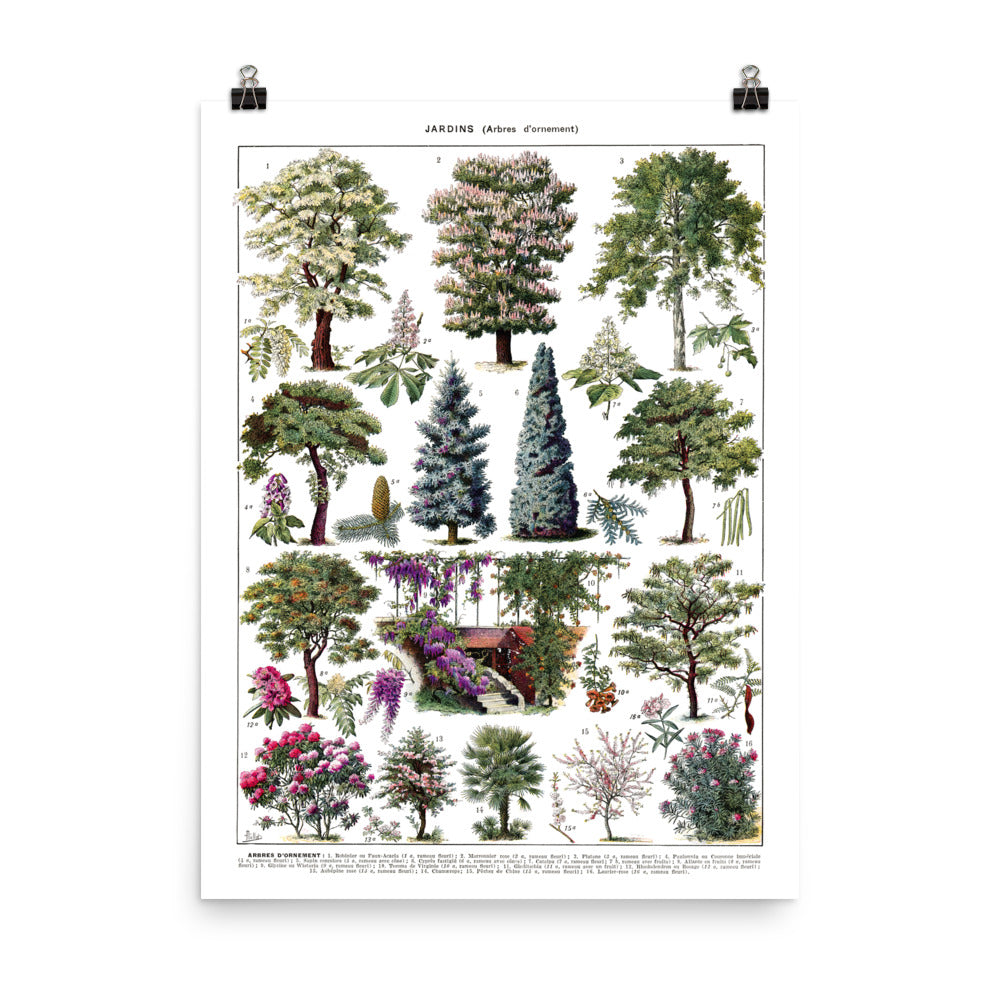 18x24 inches large ornamental garden trees botanical poster with cedar, horse chestnut, cypress, wisteria