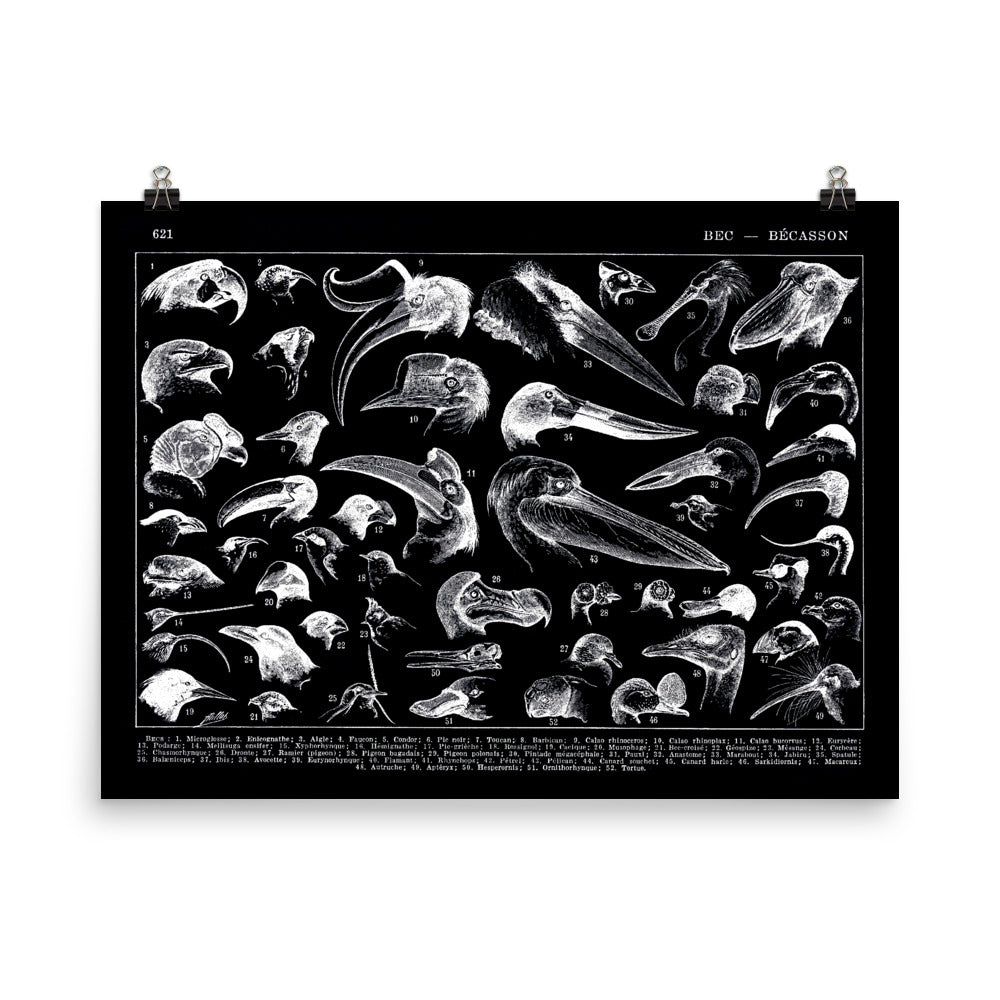 Semi Glossy Black Bird beaks poster on photo paper by Adolphe Millot