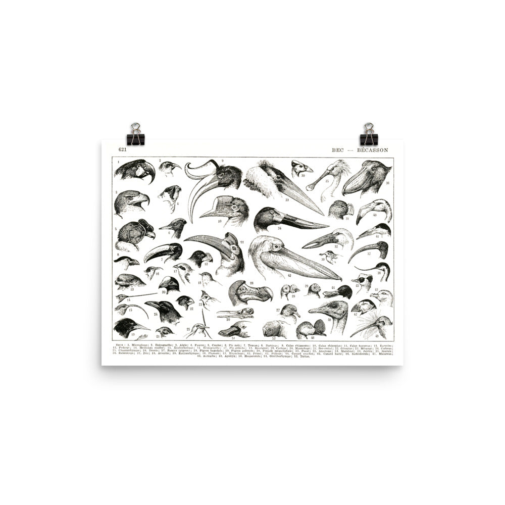 Affiche de becs d'oiseaux horizontale en noir et blanc