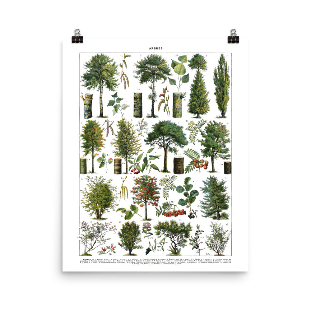 Grande affiche d'arbres d'orenements par Adolphe Millot.