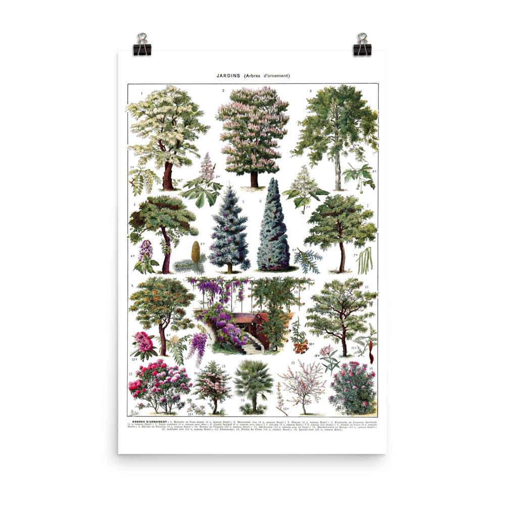 24x36 inches large French vintage ornamental garden trees botanical poster with cedar, horse chestnut, cypress