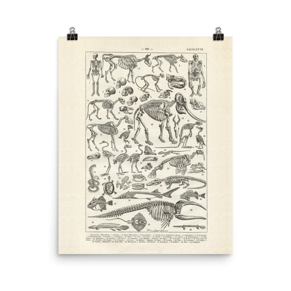 Human & animal skeleton anatomy poster in black and white